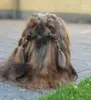 Lainee Wrap elastik på smuk Shih Tzu | cremefarvet