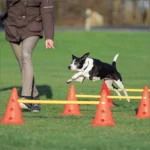 Trixie Agility forhindringssæt