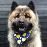 Ollipet Påske Bandana | Cute Chicken | Kenai