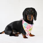 Ollipet Påske Bandana | Happy Easter eggs | Odji